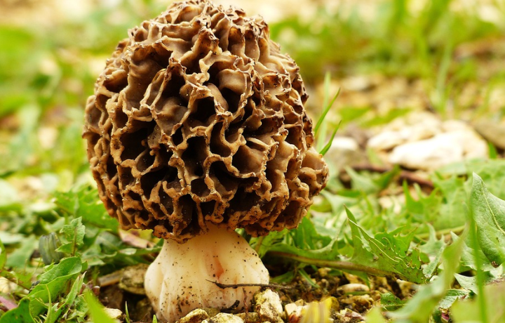 How To Find Morel Mushrooms In Kansas