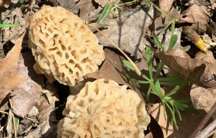 morel mushroom hunting tips