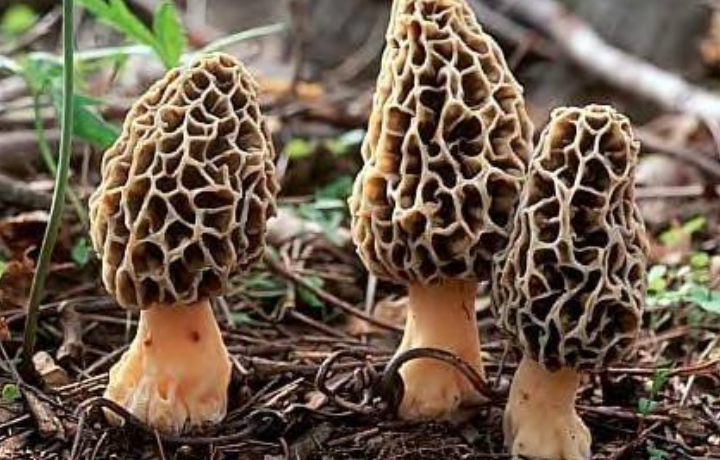 How to find morel mushrooms in Michigan