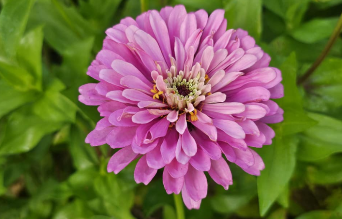 Grow Zinnia Flower